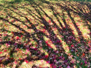 Tree shadows on fall leaves.